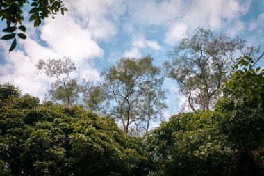 Ağaç tepelerinin yemyeşil yapraklarının, beyaz bulutlarla dolu mavi gökyüzünün dipten görünüşü.