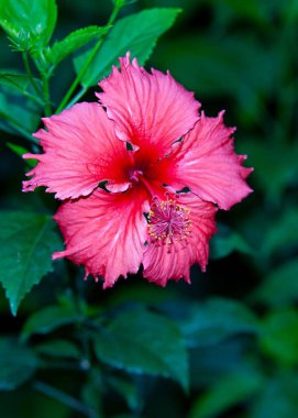 Yeşil bir çalılıkta yetişen pembe ayakkabı boyasının dikey yakın çekimi.