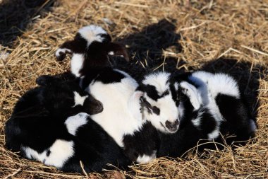 Nelson County 'deki Hill Top Berry Çiftliği ve Şaraphanesinde birkaç yavru keçi dinleniyor.