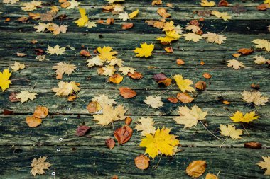 Renkli yapraklar tahtaya düştü.