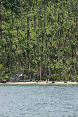 Güneşli bir günde yüksek palmiye ağaçları olan güzel bir sahil manzarası.