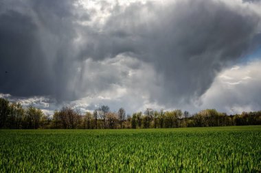 Tahıl tarlaları üzerinde sağanak altında toplanan büyük kara bulutların görüntüsü