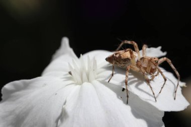 Oxyopes örümceğinin siyah arka planda beyaz, sessiz, güzel bir çiçek üzerindeki makro görüntüsü.