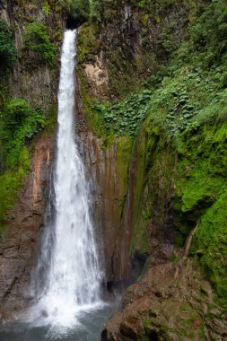 Orta Amerika 'daki Kosta Rika ormanında bir şelale.