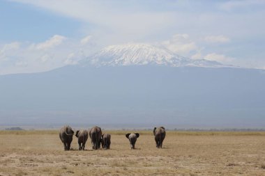 Fotoğraflar Amboseli gezisi sırasında çekildi.