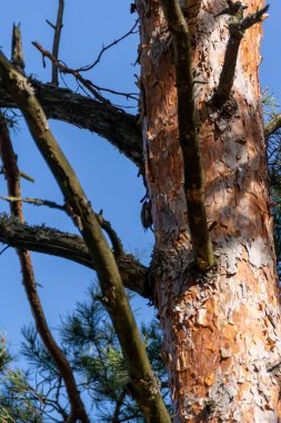 Güneşli bir günde mavi gökyüzüne karşı eskimiş bir çam ağacı gövdesi.