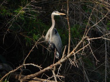 Ağaç dalında duran gri balıkçıl.