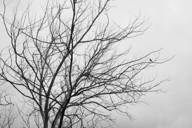 Turtledove, Gran Canaria 'da bulutlu bir arka planı olan kuru bir ağaca tünedi.