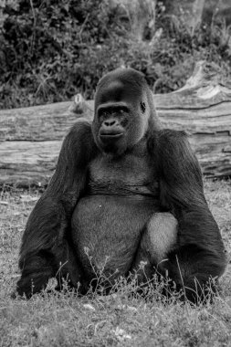Dev bir gorilin siyah beyaz fotoğrafının dikey çekimi.