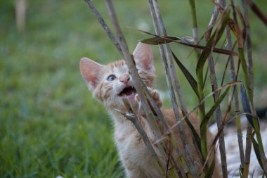 Küçük yavru kaplan kedi, anne ve erkek kardeşlerle oynuyor.