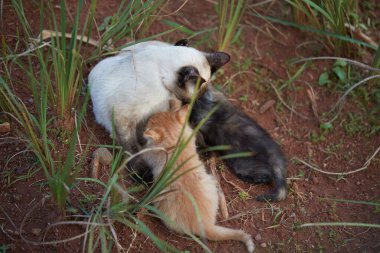 Küçük yavru kaplan kedi, anne ve erkek kardeşlerle oynuyor.
