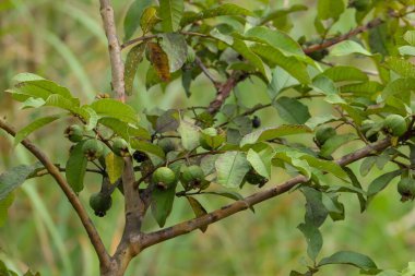 Filipinler 'deki ağaçta asılı yeşil guava meyveleri