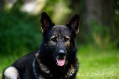 Yeşil bir parkta Alman çoban köpeğinin seçici bir resmi.