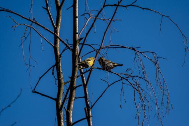 Ağacın üzerindeki çam bülbülü (Setophaga pinus) seçici.