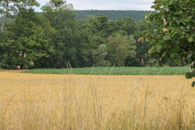 Ormandaki kuru ot ve ağaçlarla dolu güzel bir tarla manzarası.