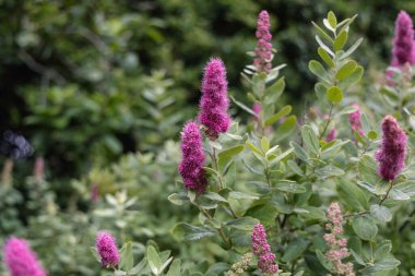 Bahçede çiçek açan spiraea salicifolia çiçekleri
