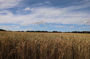 Güneşli bir günde kırsal bir alanda altın buğdayın manzarası