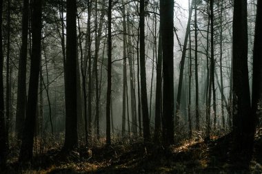 Yoğun bir ormanın sisli güzel manzarası