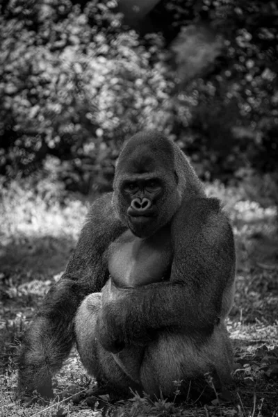 Verticale Grijsschaal Van Een Westelijke Gorilla Zittend Het Gras Denkend — Stockfoto