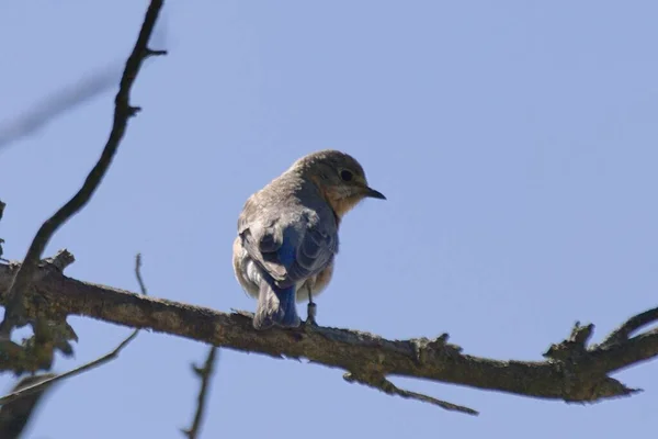 Zbliżenie Ujęcia Małego Ptaszka Siedzącego Gałęzi Drzewa — Zdjęcie stockowe