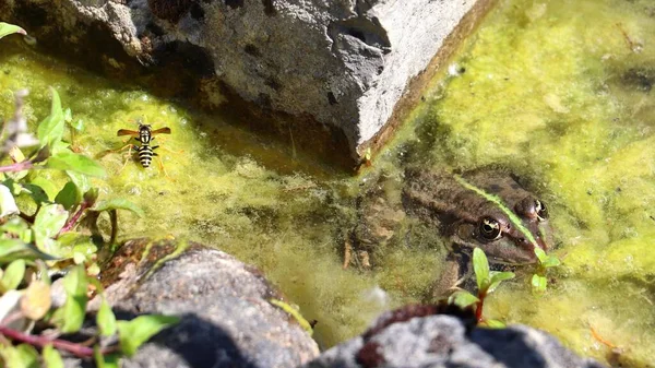 Selective Focus Shot Frog Bee Algae Covered Water Pond — Stock Photo, Image