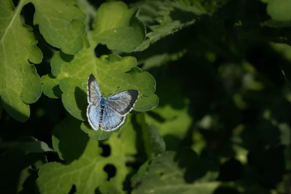 Знімок Синього Метелика Celastrina Lucia Стоїть Зеленому Листі Заднім Фоном — стокове фото