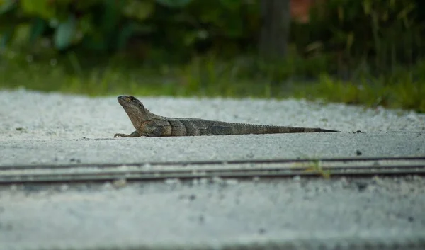 Ein Schwarzer Stachelschwanzleguan Schaut Auf Während Auf Dem Boden Ruht — Stockfoto