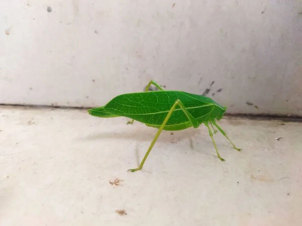 Tettigoniiidae Familyasından Pterophylla Camellifoli Ortopedi Sınıfından Bir Gerçek Katydid — Stok fotoğraf