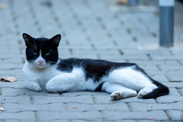 城市环境中的街头猫 — 图库照片