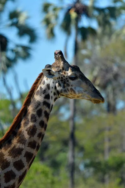 A beautiful portrait of a cute giraffe on a sunny day