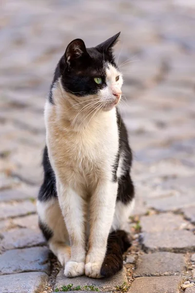 Straßenkatzen Einer Städtischen Umgebung — Stockfoto