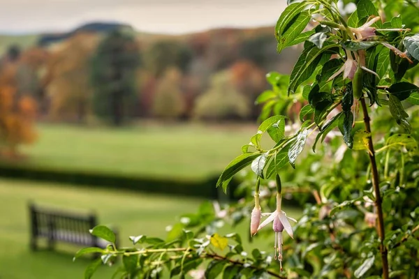 Gros Buisson Fuchsia Dans Jardin Abbotsford House Écosse — Photo