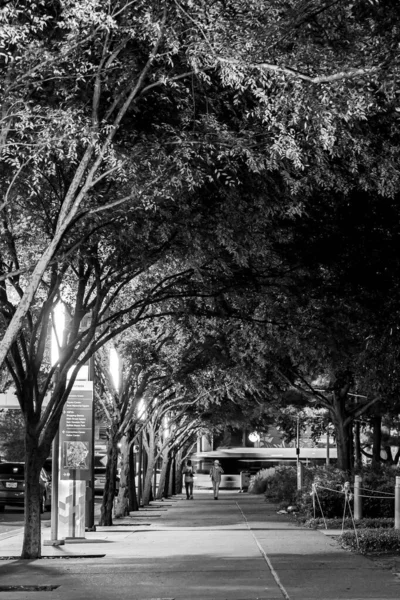 グレースケールの木々に囲まれた公園内の通路の垂直ショット — ストック写真