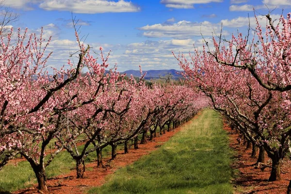 Uma Vista Deslumbrante Das Flores Peach Tree Florescendo Virgínia — Fotografia de Stock