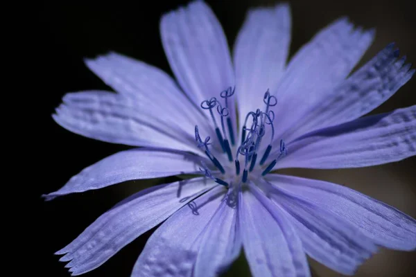 Una Hermosa Flor Florecida Con Pétalos Púrpura Fondo Oscuro Borroso —  Fotos de Stock