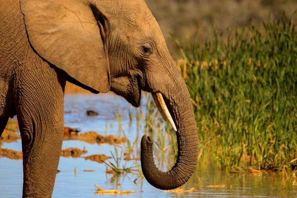 Közelkép Egy Sétáló Afrikai Szavanna Elefántról Loxodonta Africana — Stock Fotó