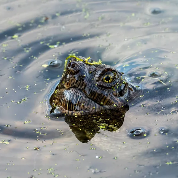Closeup Common Snapping Turtle Chelydra Serpentina Water — Stock Photo, Image