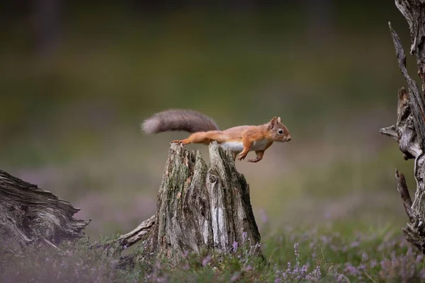 Closeup Cute Red Squirrel Leaping Tree Trunk Blurred Background — Stock Photo, Image