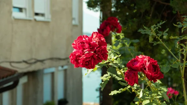 Eine Nahaufnahme Der Roten Rosen Hintergrund Des Gebäudes — Stockfoto
