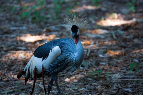 Vista Ángulo Alto Una Grúa Gris Coronada Posada Suelo —  Fotos de Stock