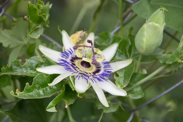 Lkbaharda Bitkinin Üzerinde Tutku Meyvesi Çiçeği — Stok fotoğraf