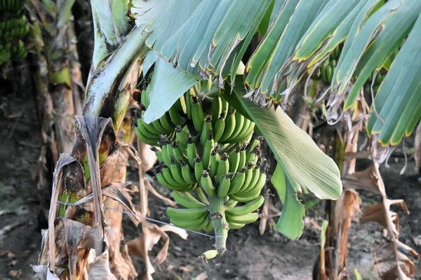 Čerstvé Zelené Kultivované Banány Visí Stromě Ekologické Farmě — Stock fotografie