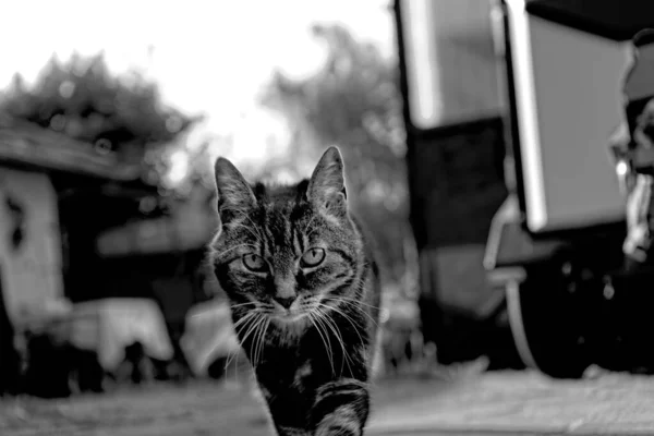 Μια Διαβαθμίσεις Του Γκρι Μιας Γάτας Που Περπατάει Μια Αυλή — Φωτογραφία Αρχείου