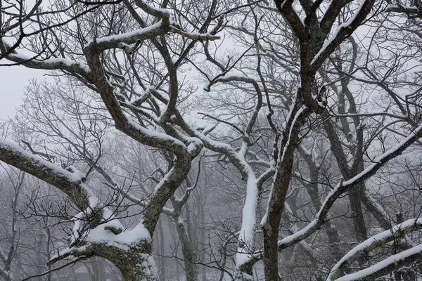 Μια Όμορφη Θέα Ενός Δέντρου Χωρίς Φύλλα Καλυμμένου Χιόνι — Φωτογραφία Αρχείου