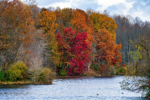 Beau Paysage Une Forêt Dense Aux Couleurs Automnales Bord Rivière — Photo