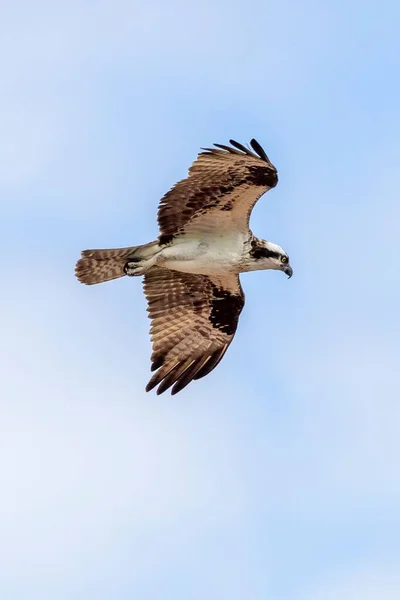 一只在万里无云的蓝天中飞行的猎食动物 — 图库照片