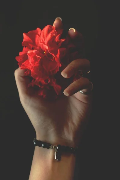 Uma Mão Feminina Segurando Uma Rosa Vermelha Escuridão — Fotografia de Stock