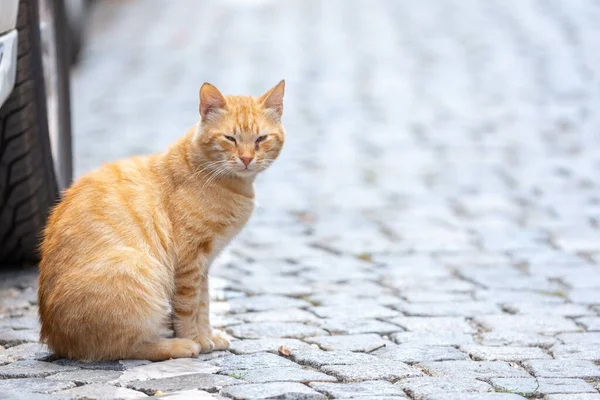 Вуличні Коти Міському Середовищі — стокове фото