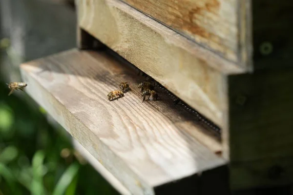 Selective Focus Bees Perched Wooden Hive — Stock Photo, Image