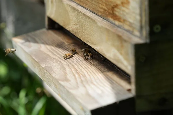 Foco Selectivo Abejas Encaramadas Una Colmena Madera —  Fotos de Stock